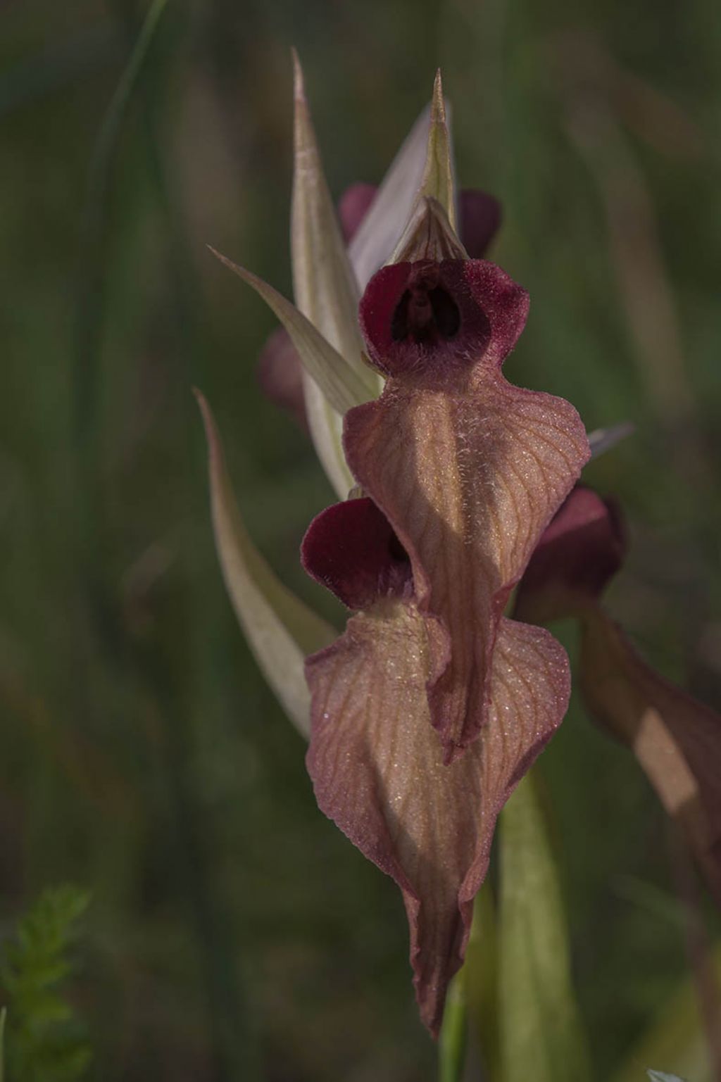 Serapias neglecta o cordigera